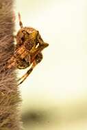 Image of Araneus saevus (L. Koch 1872)