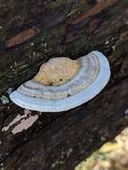 Image of Trametes hirsuta (Wulfen) Lloyd 1924