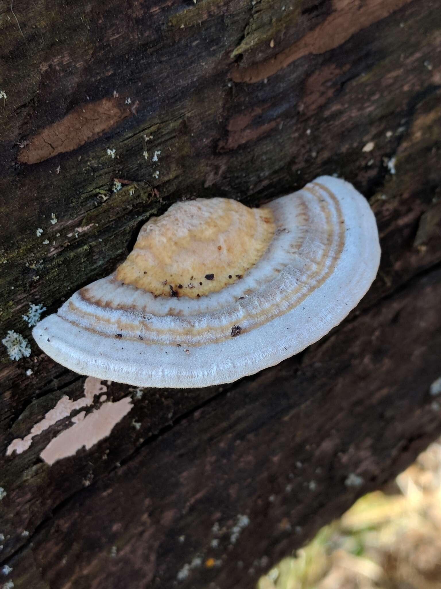 Image of Trametes hirsuta (Wulfen) Lloyd 1924