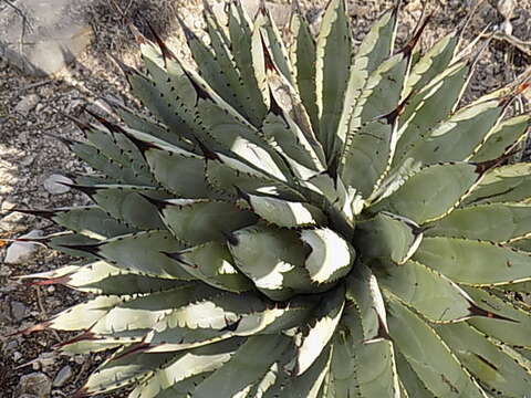 Agave macroacantha Zucc. resmi