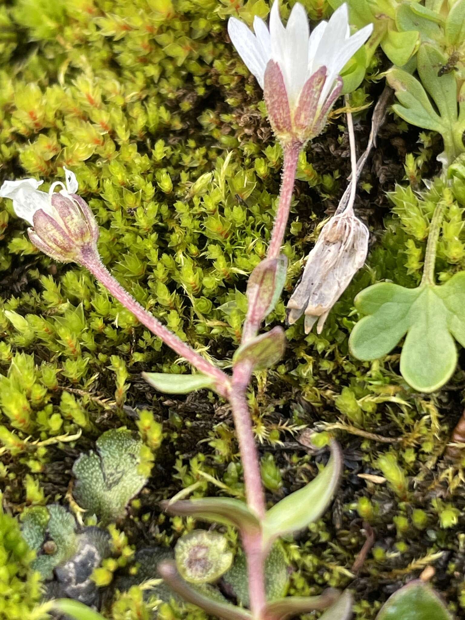 Plancia ëd Cerastium cerastoides (L.) Britton