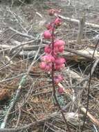 Image of whiteveined wintergreen