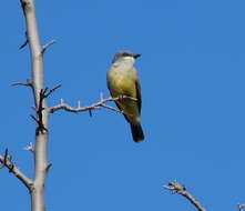 Image of Cassin's Kingbird