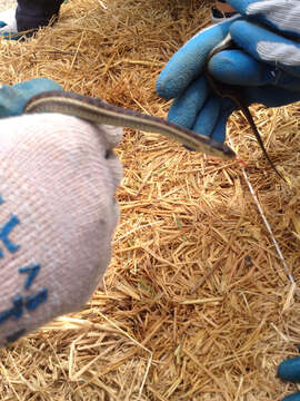 Image of Terrestrial (Wandering) Garter Snake