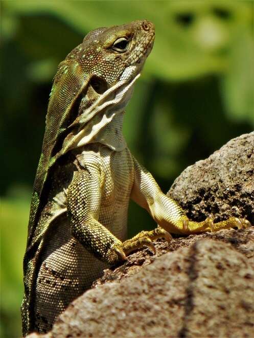 Image of Southern Honduran Spiny-tailed Iguana