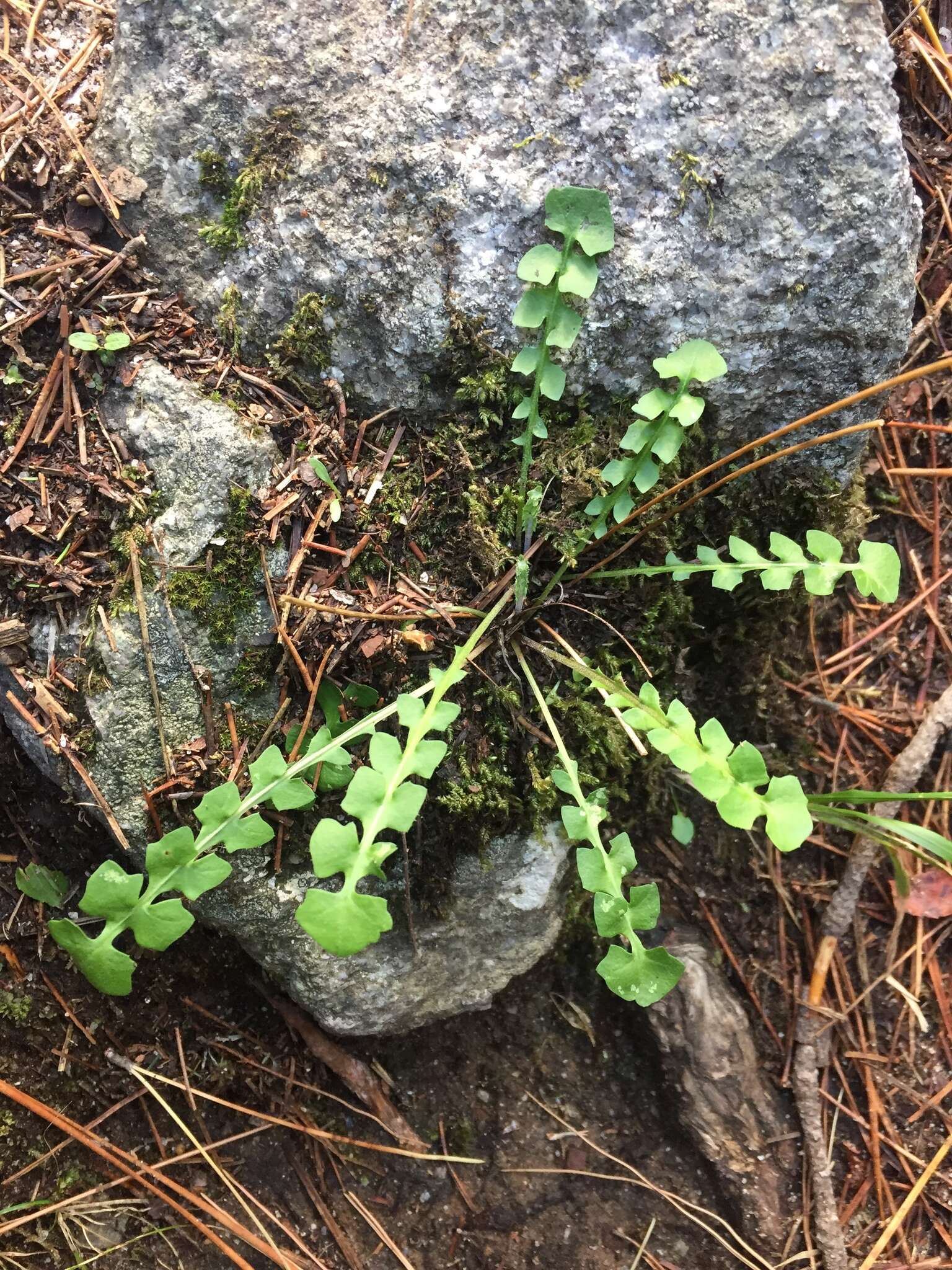 Image of Hyoseris radiata L.