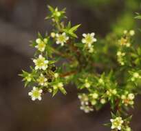 Image of Diosma aristata I. Williams