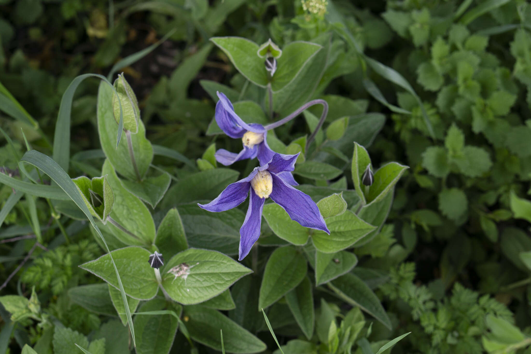 Imagem de Clematis integrifolia L.