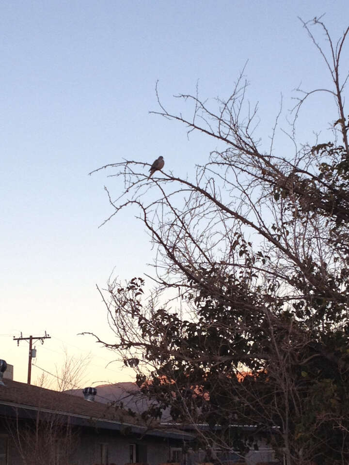 Image of American Mourning Dove