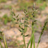 Enneapogon avenaceus (Lindl.) C. E. Hubb. resmi