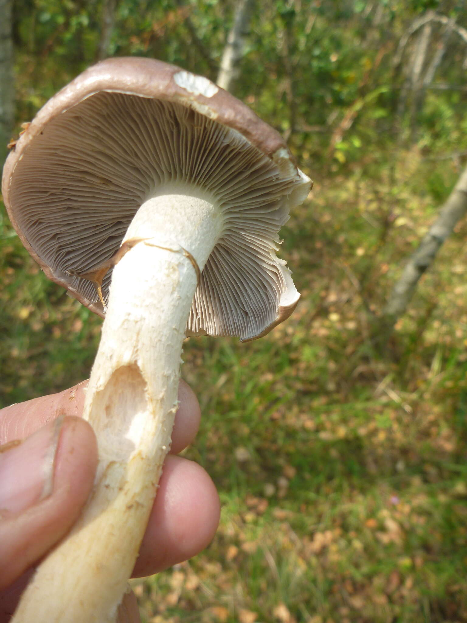 Image of lacerated stropharia