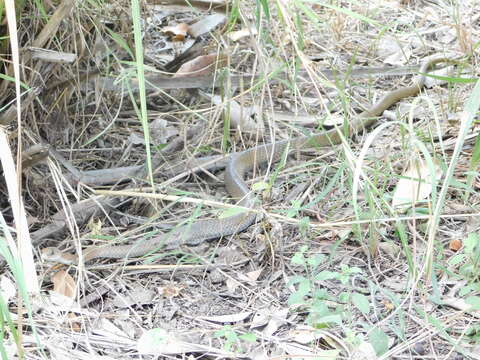 Image of Olive Whip Snake