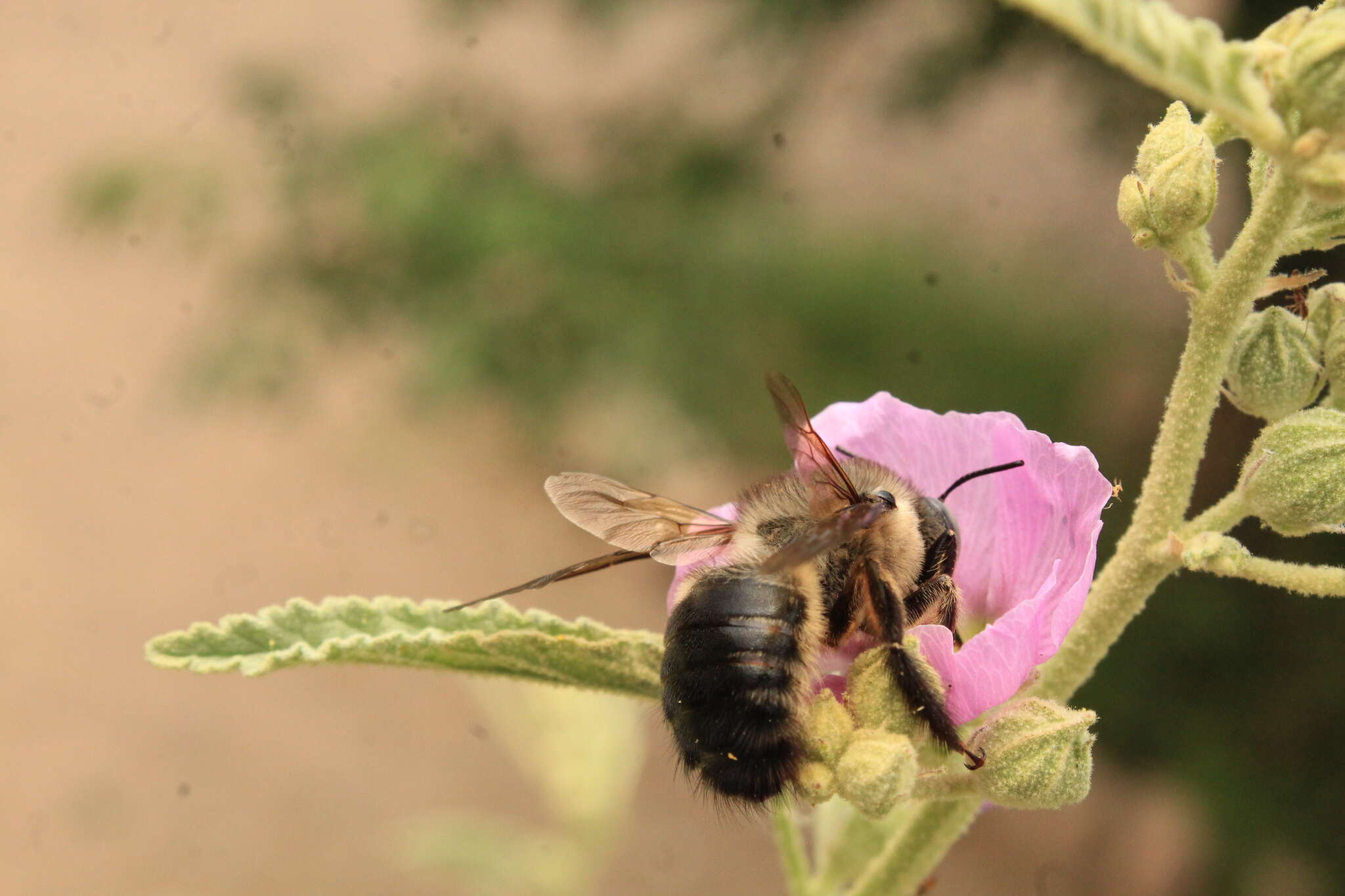 Plancia ëd Xylocopa tabaniformis pallidiventris O'Brien & Hurd 1965