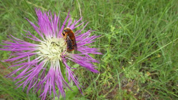 Megachile cockerelli Rohwer 1923 resmi