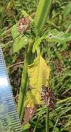 Image of Leonotis ocymifolia var. raineriana (Vis.) Iwarsson