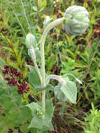 Image of ashy sunflower