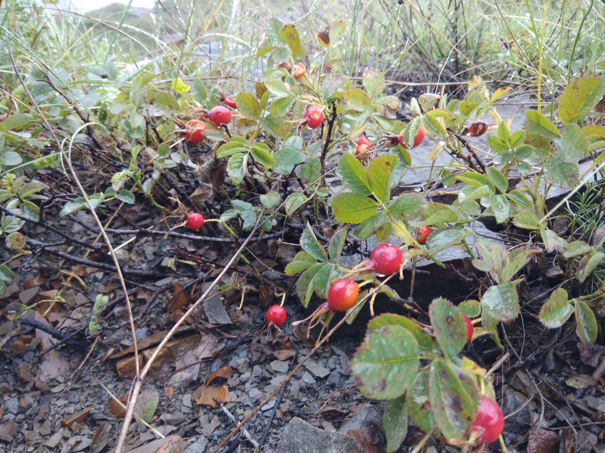 Image of Rosa buschiana Chrshan.