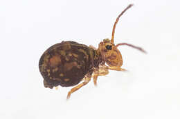 Image of Dicyrtomina ornata (Nicolet & H 1842)