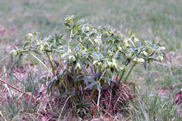 Image of Green Hellebore