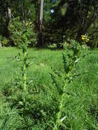 Слика од Sonchus asper (L.) Hill