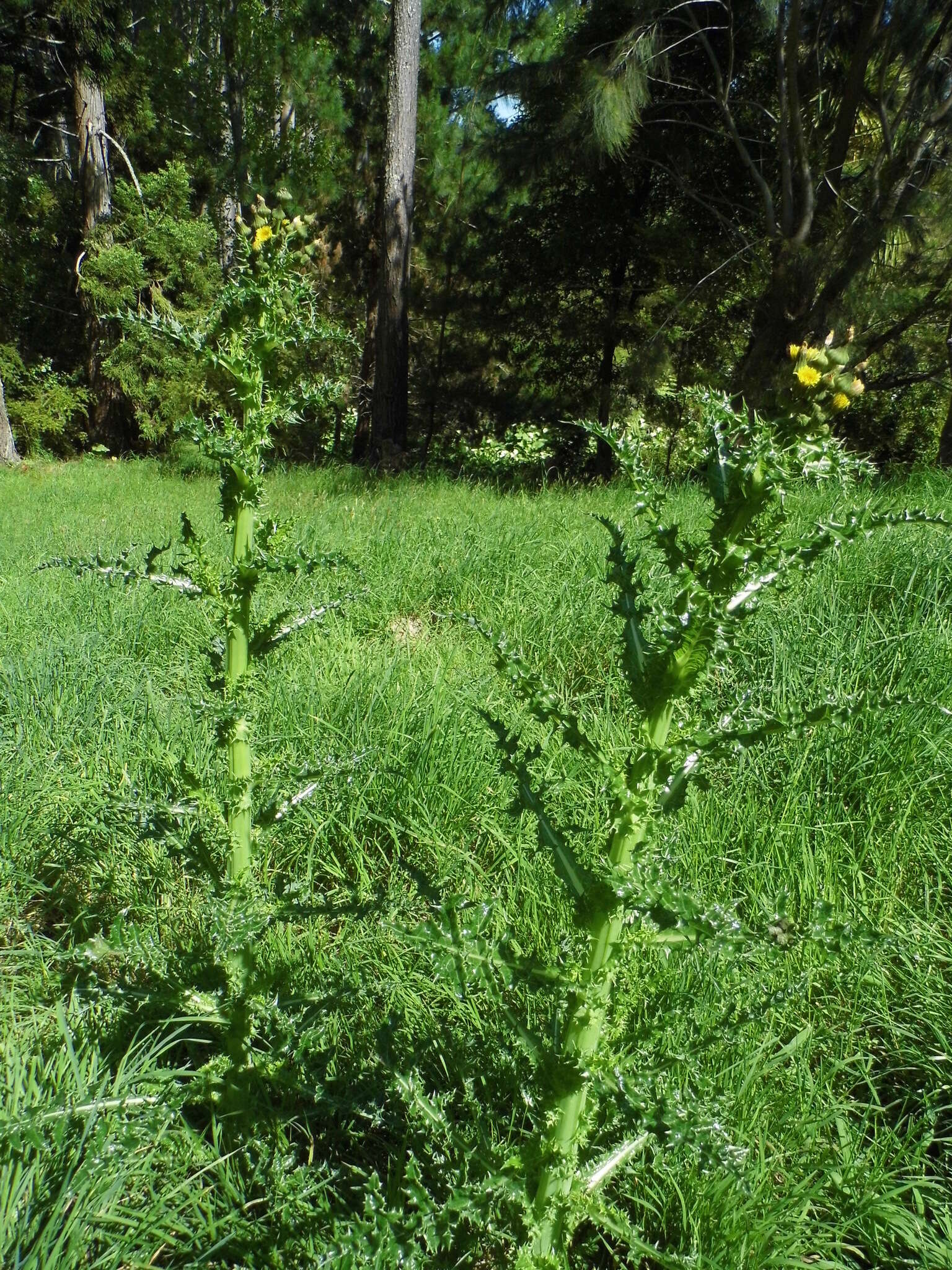 Слика од Sonchus asper (L.) Hill