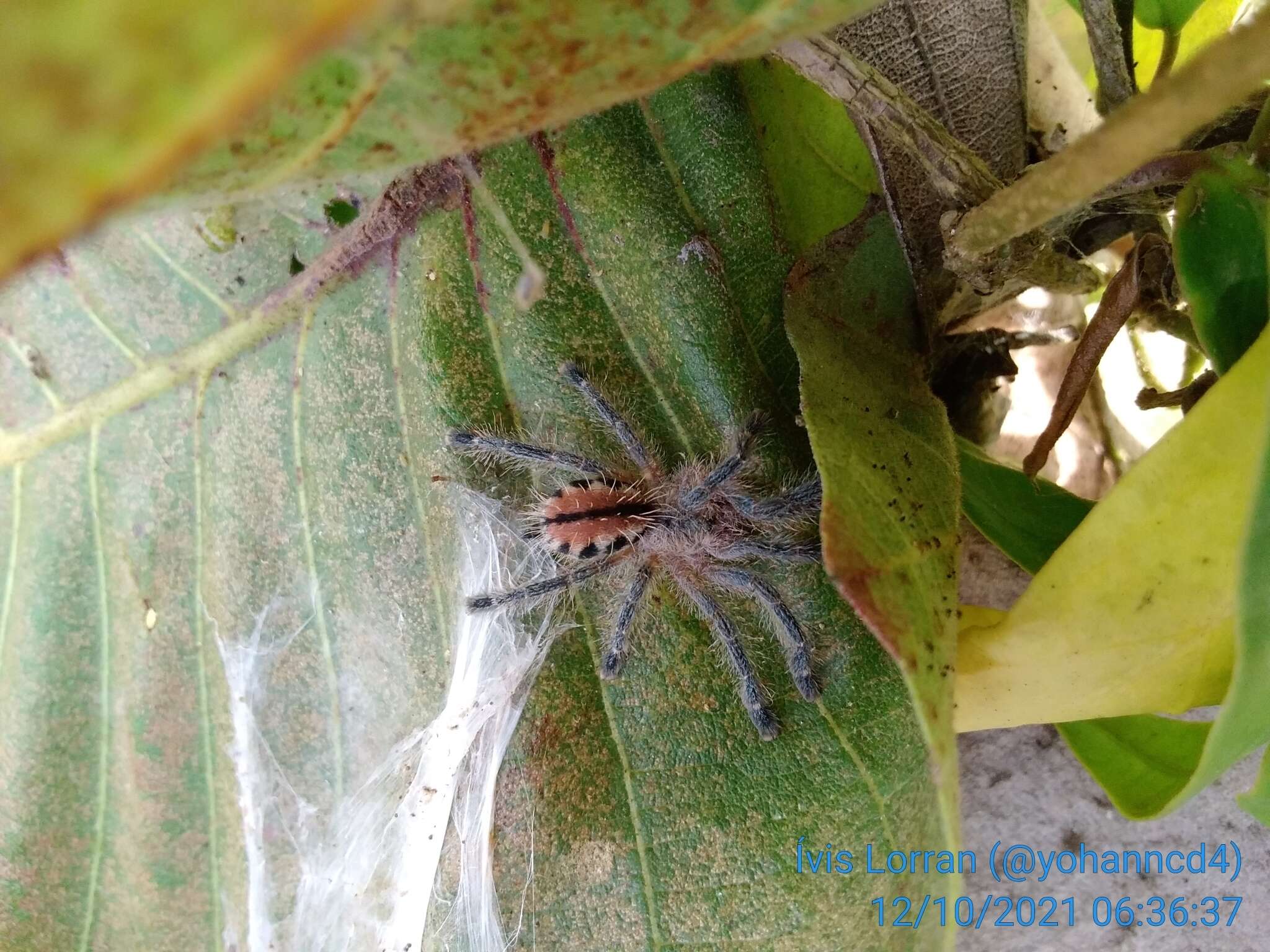 Image of Bahia Purple Red Tarantula