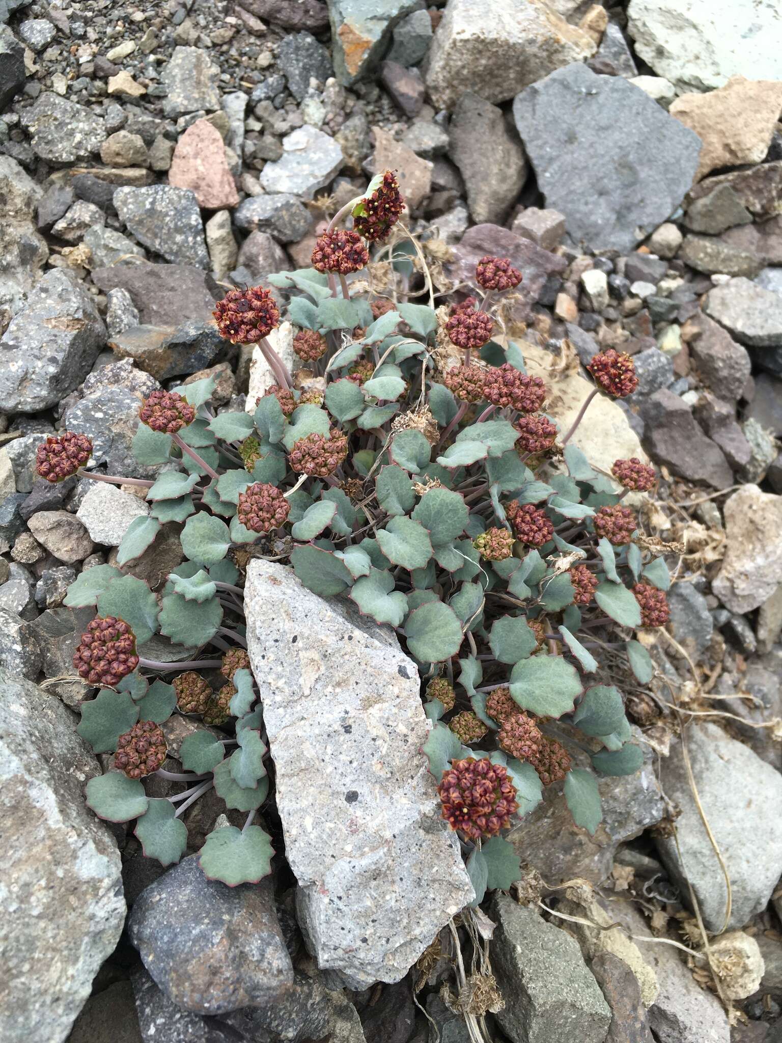 Imagem de Azorella coriacea (Lag.) Kuntze