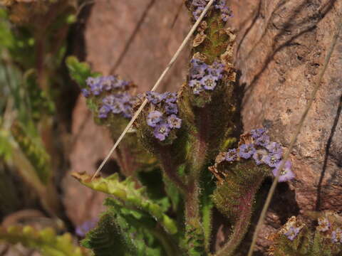 Image of Phacelia setigera Phil.