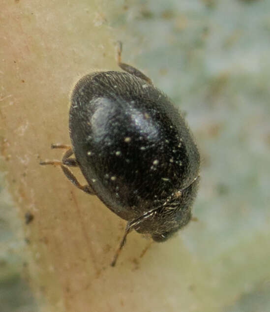 Image of Spider mite destroyer