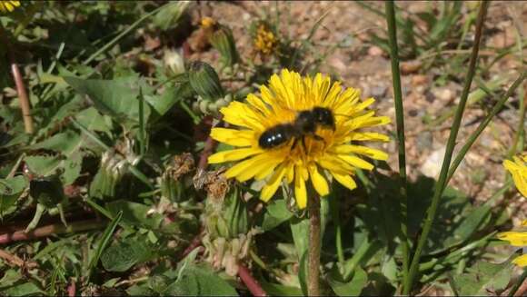 Image of Osmia montana Cresson 1864