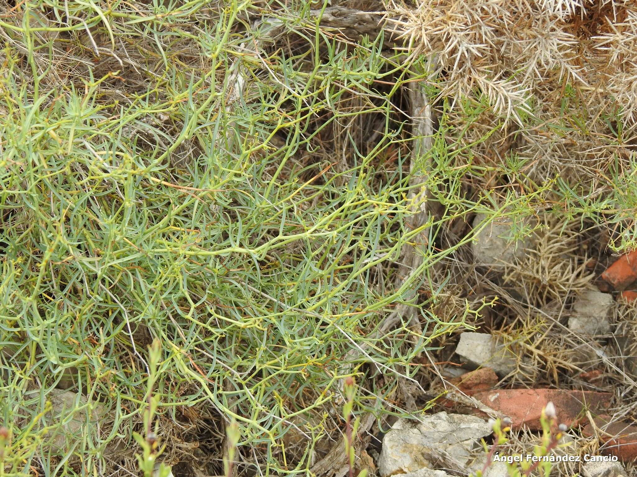 Image of Bupleurum fruticescens Loefl. ex L.