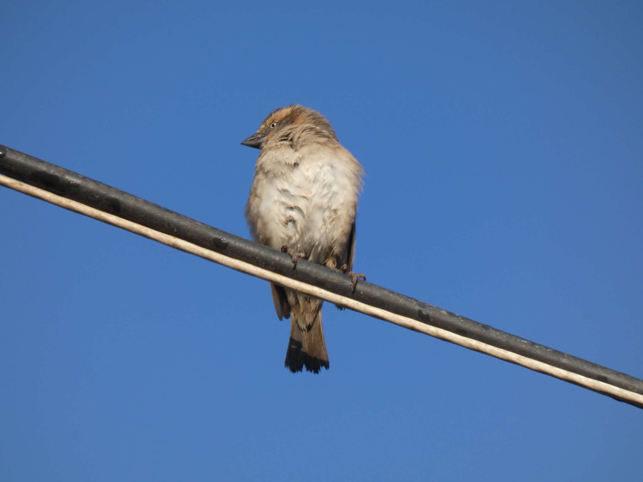 Image of Kenya Rufous-Sparrow