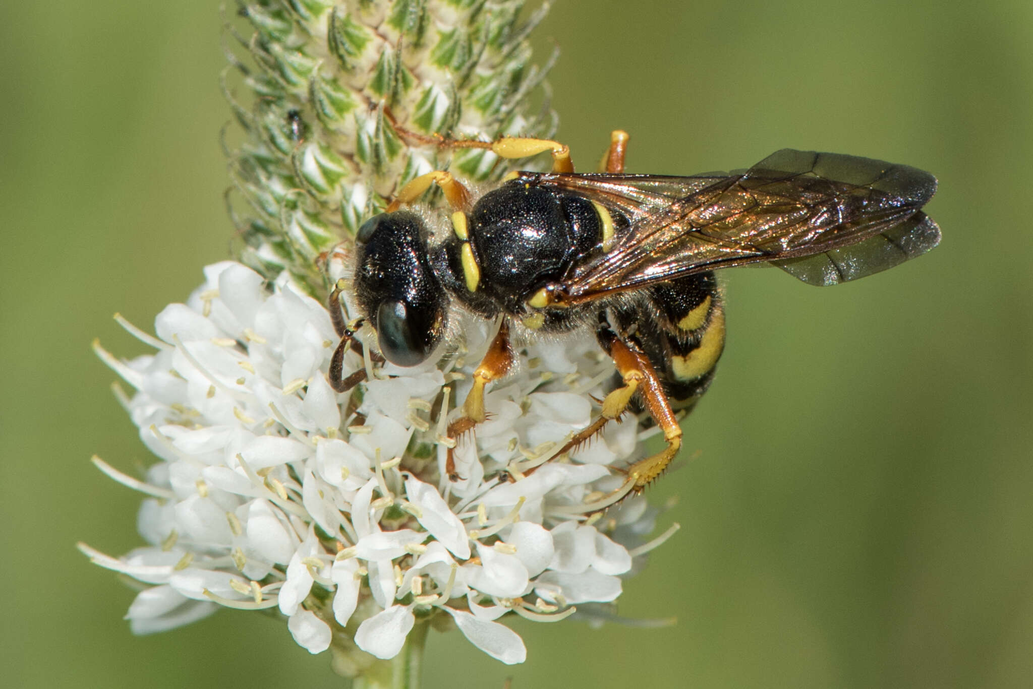 Imagem de Philanthus sanbornii Cresson 1865