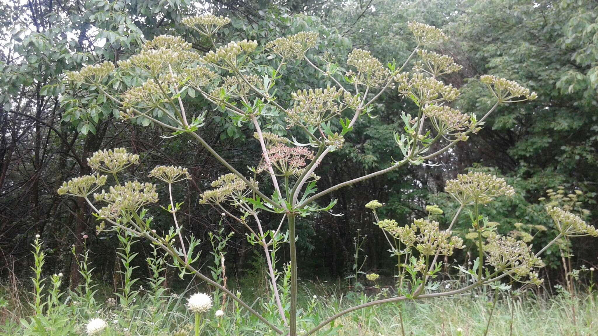 Image of Texas prairie parsley