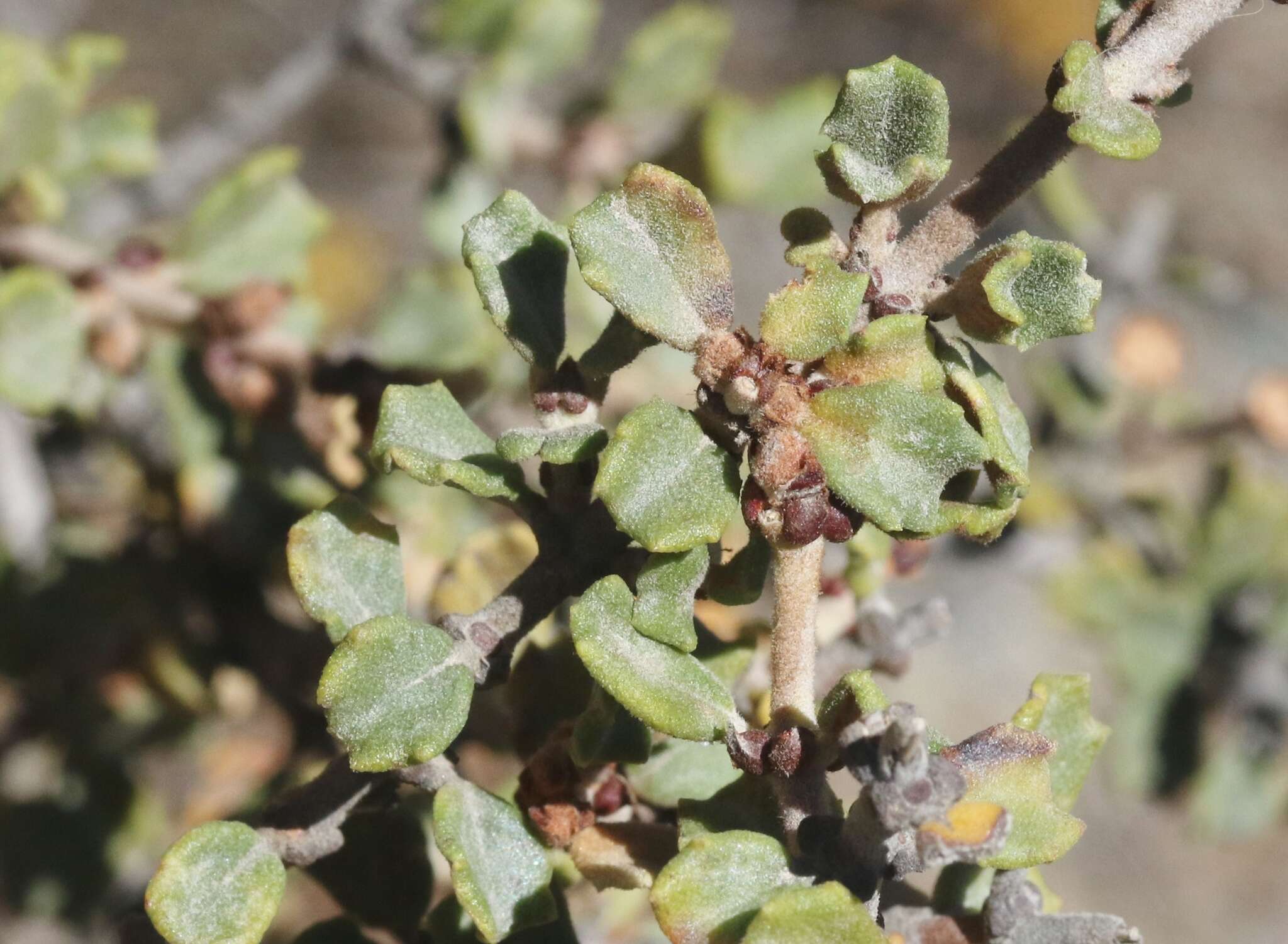 Image of ceanothus