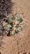 Image of Pima pineapple cactus