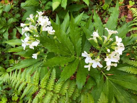 Image of Pinnate Coralroot