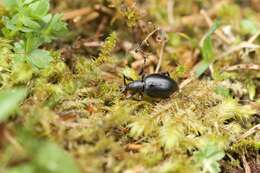 Imagem de Otiorhynchus (Otiorhynchus) tenebricosus (Herbst 1784)