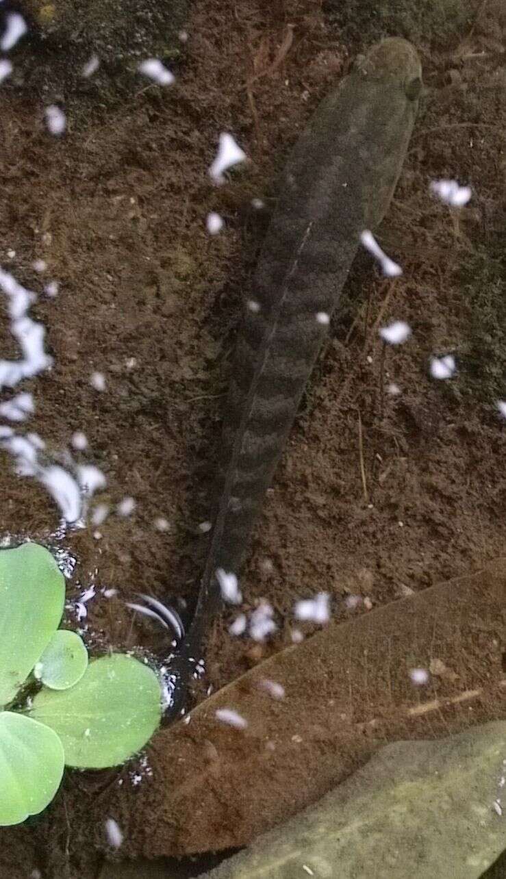 Image of Asian Snakehead