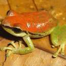 Image of Pristimantis enigmaticus Ortega-Andrade, Rojas-Soto, Valencia, Espinosa de los Monteros, Morrone, Ron & Cannatella 2015