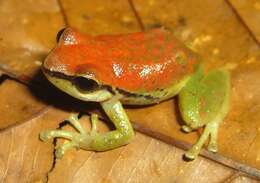 صورة Pristimantis enigmaticus Ortega-Andrade, Rojas-Soto, Valencia, Espinosa de los Monteros, Morrone, Ron & Cannatella 2015