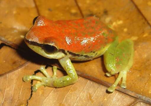 Image of Pristimantis enigmaticus Ortega-Andrade, Rojas-Soto, Valencia, Espinosa de los Monteros, Morrone, Ron & Cannatella 2015