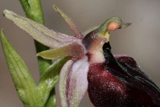 Image of Horseshoe bee-orchid