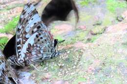 Imagem de Charaxes etesipe Godart 1824