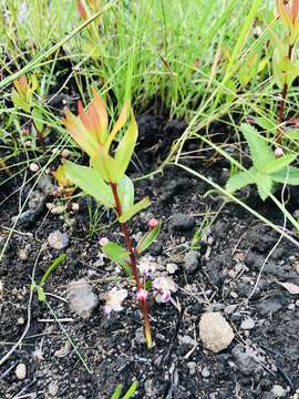 Image of Eugenia capensis subsp. albanensis (Sond.) F. White