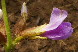 Image de Ophrestia oblongifolia (E. Mey.) H. M. L. Forbes