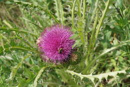 Plancia ëd Cirsium drummondii Torr. & A. Gray