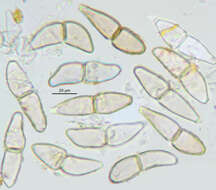 Sivun Gymnosporangium gracile Pat. 1902 kuva