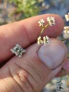 Image of pineland nailwort