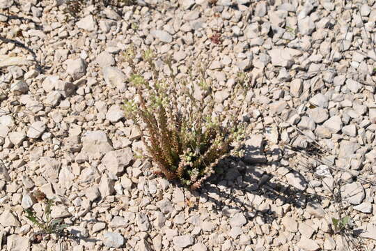 Слика од Petrosedum ochroleucum (Chaix) Niederle